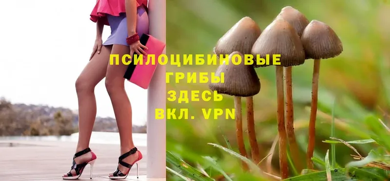 Псилоцибиновые грибы Magic Shrooms  darknet наркотические препараты  Абаза 